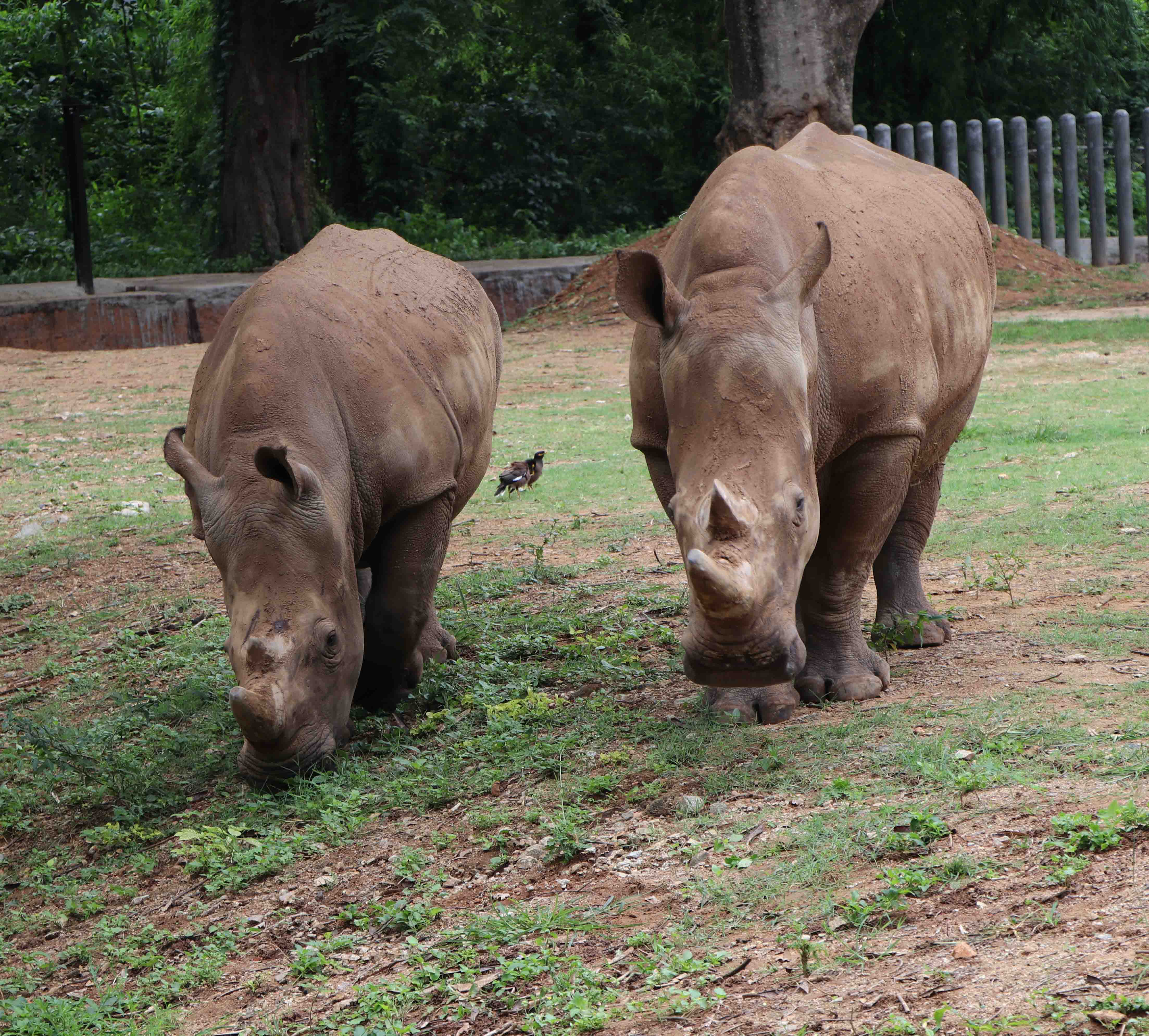 Southern White Rhino